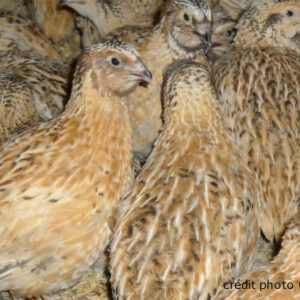 cailles robin 016329400 1641 25102012