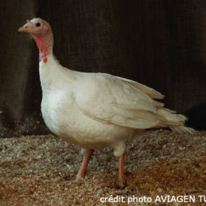 dinde blanche 088450400 1618 16102012