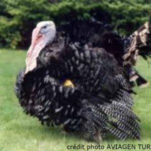 dindon colore 015372600 1618 16102012