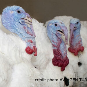 dindons blancs 073941400 1622 16102012