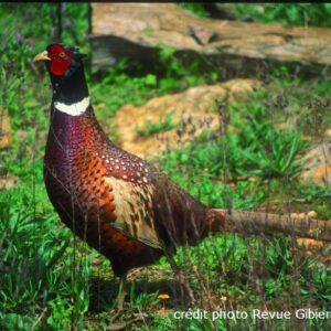 faisan gibiers et chasse 046746600 1224 19102012