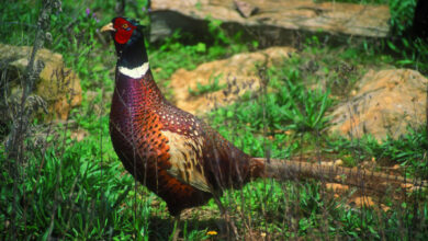 faisan gibiers et chasse 046746600 1224 19102012