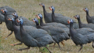 pintades qui courent cip 075387800 1204 18102012